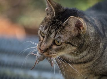 Crazy AI invention keeps unwanted critters from getting inside your home