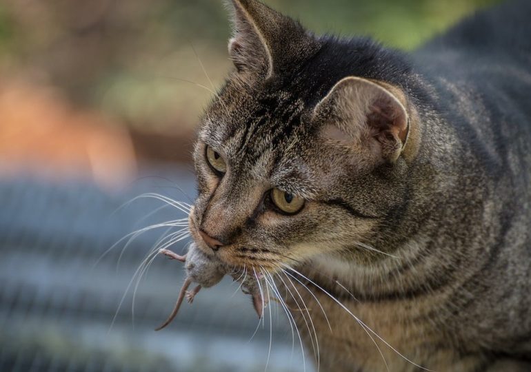 Crazy AI invention keeps unwanted critters from getting inside your home