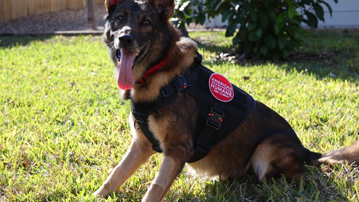 Retired military working dog John