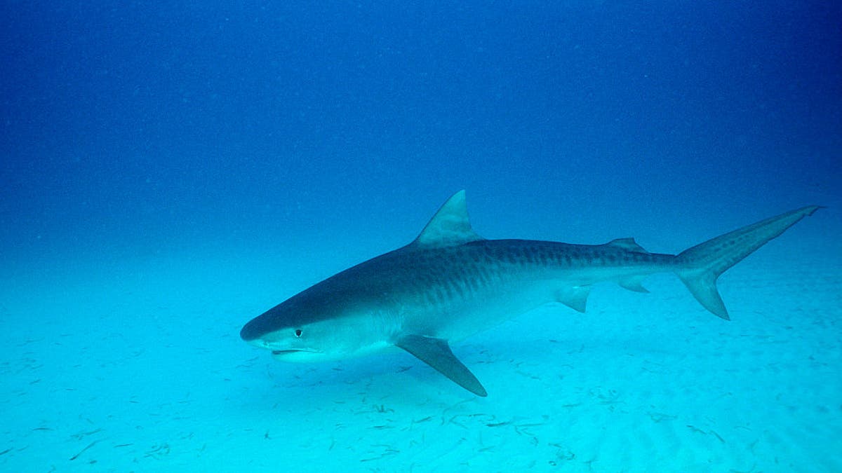 Tiger Shark, Bahamas