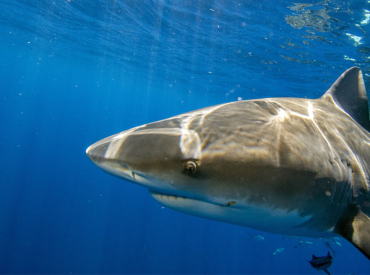 10-year-old Maryland boy attacked by shark in Bahamas: police