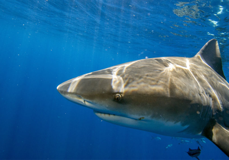 10-year-old Maryland boy attacked by shark in Bahamas: police