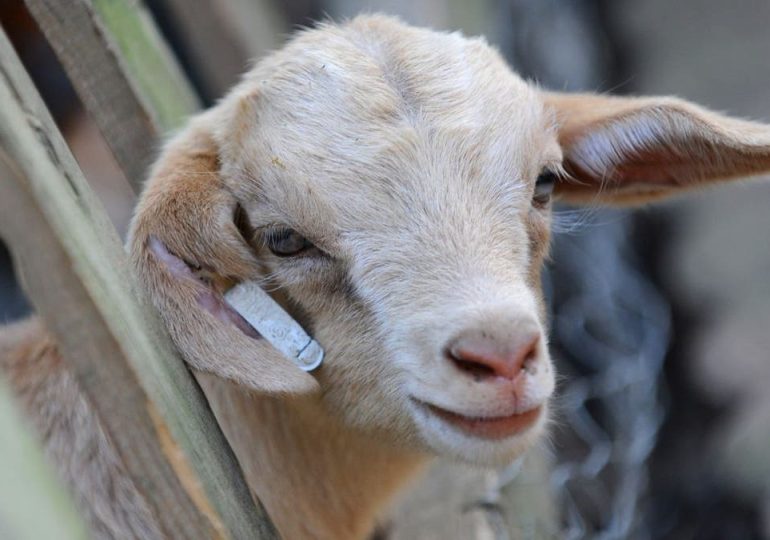 Goat in Minnesota tests positive for bird flu, first ever US case