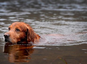 Potentially fatal dog parasite found in part of Colorado River for first time, having spread from other states