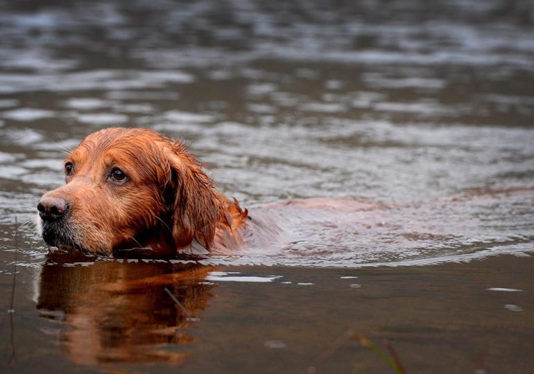 Potentially fatal dog parasite found in part of Colorado River for first time, having spread from other states