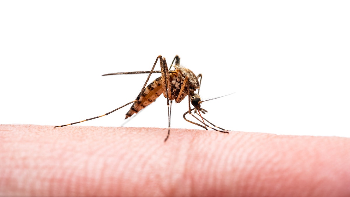 Mosquito on arm