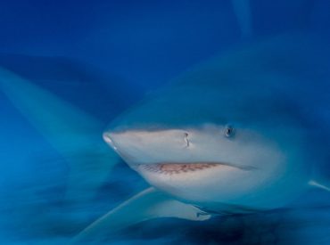 British tourist has hand, thigh severed after being mauled by bull shark in Caribbean: 'Lucky to be alive'