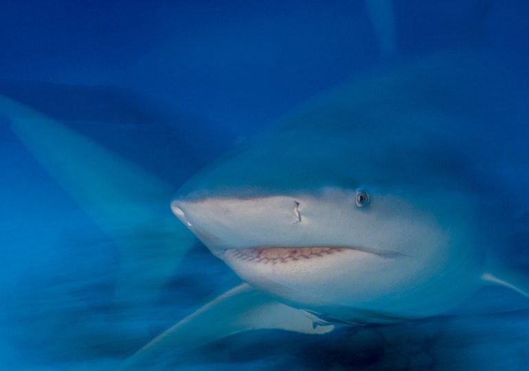 British tourist has hand, thigh severed after being mauled by bull shark in Caribbean: 'Lucky to be alive'