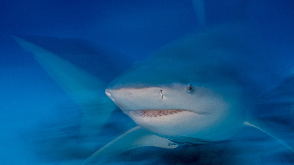 British tourist has hand, thigh severed after being mauled by bull shark in Caribbean: 'Lucky to be alive'