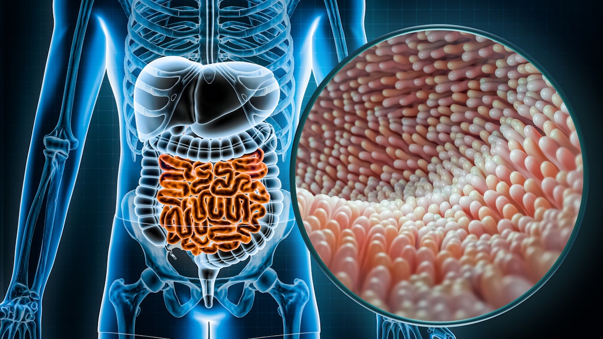 Gut microbiome