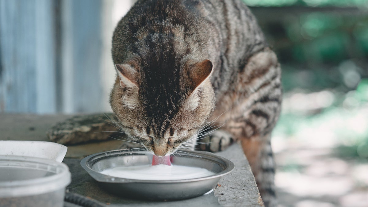 Cat drinking milk