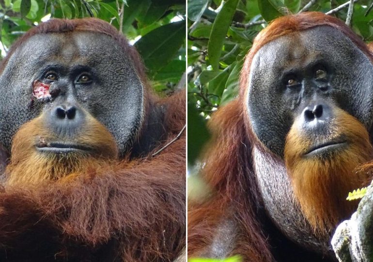 Orangutan in Indonesian rainforest treats own facial wound, say researchers: ‘Appeared intentional’