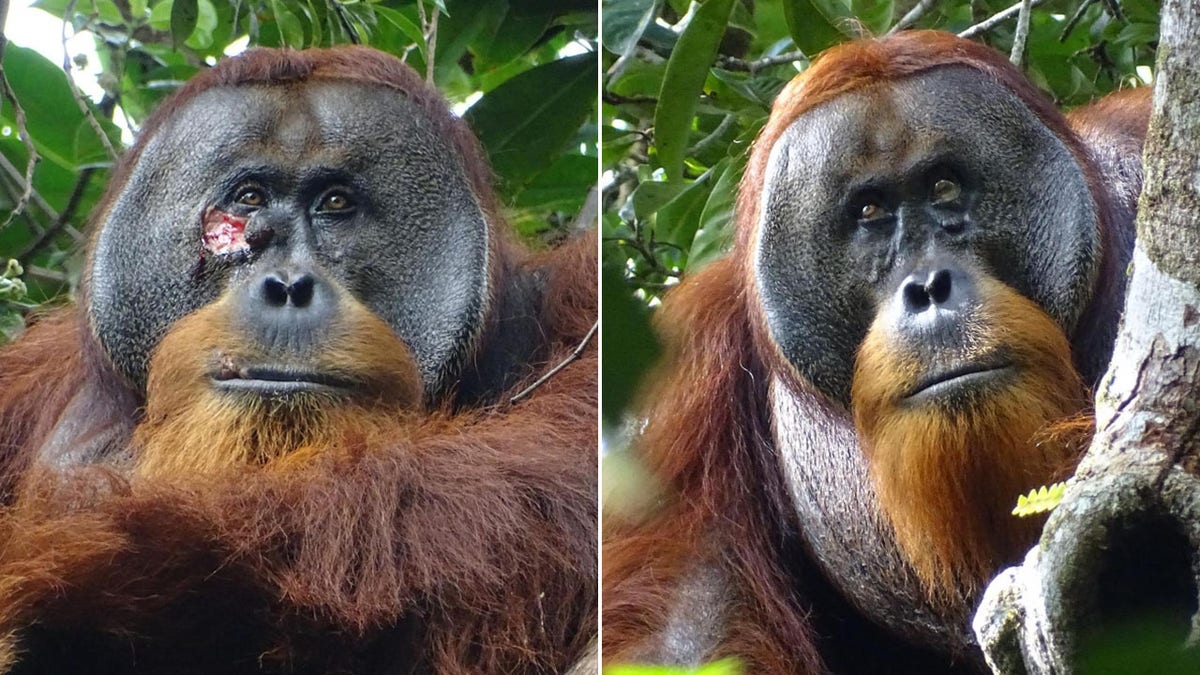 Orangutan in Indonesian rainforest treats own facial wound, say researchers: ‘Appeared intentional’