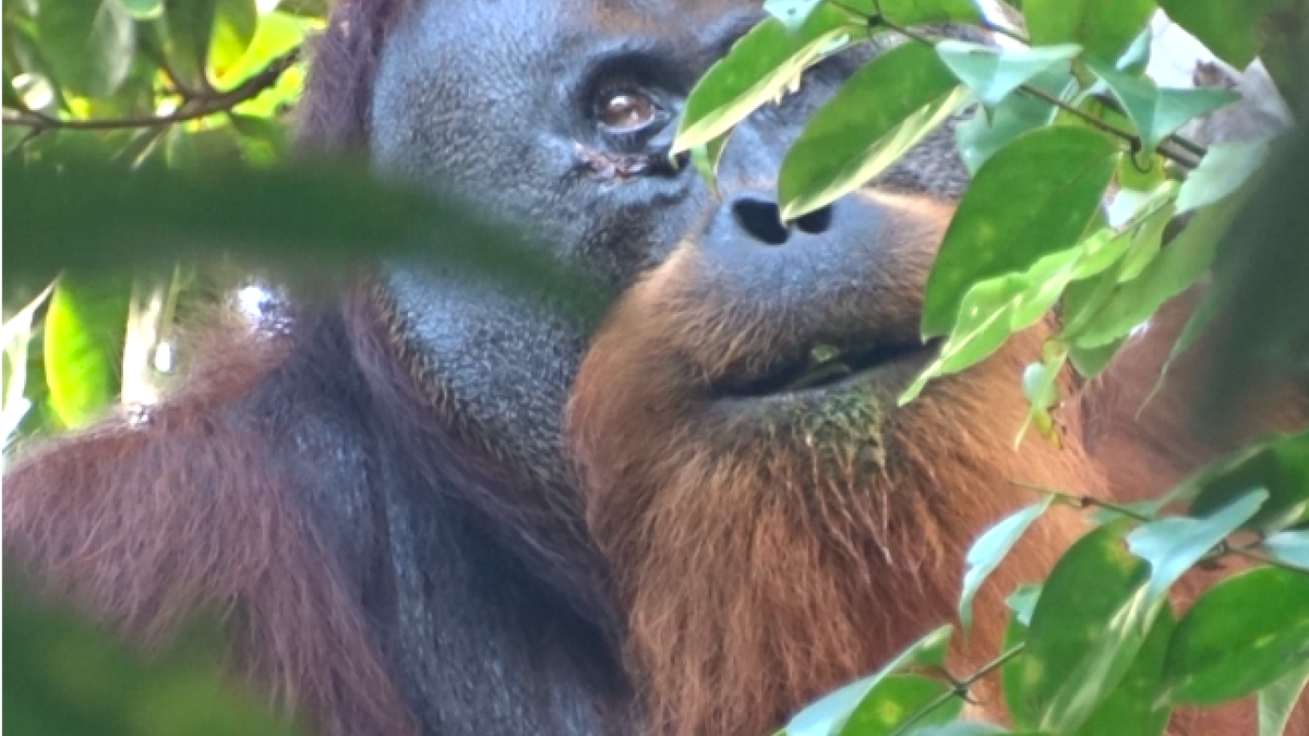 Gorilla with leaves