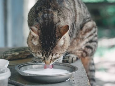 Texas cats die on dairy farm after drinking raw milk contaminated with bird flu, CDC warns