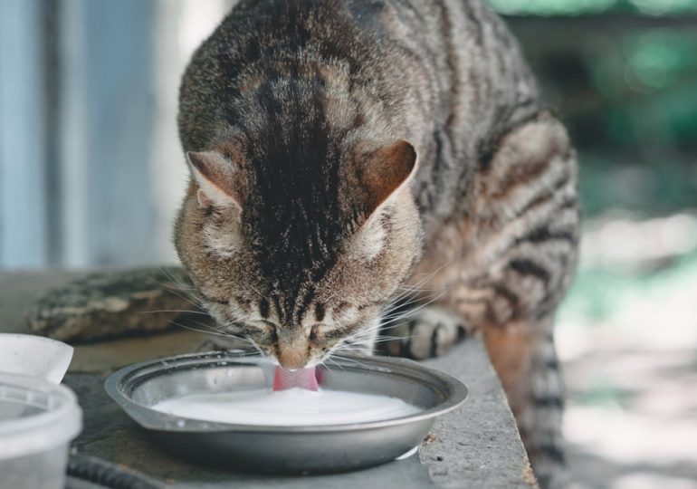 Texas cats die on dairy farm after drinking raw milk contaminated with bird flu, CDC warns