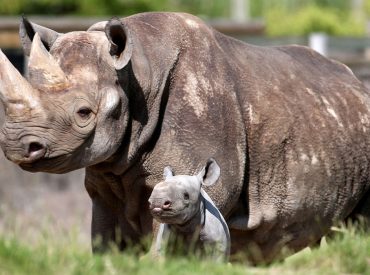 UK zoo keeps its rhinos warm with upgraded heating system