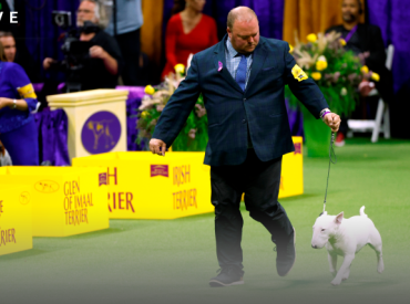 Westminster Dog Show 2024 live breed results, winners for every group & Best in Show