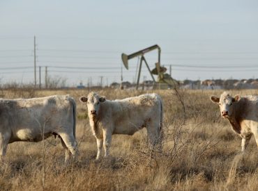 Bird flu-infected cows have died in 5 states as experts closely monitor the disease