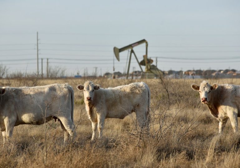 Bird flu-infected cows have died in 5 states as experts closely monitor the disease