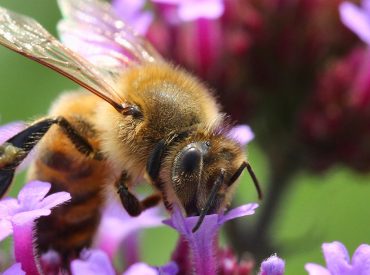 Honeybees can detect lung cancer, researchers say