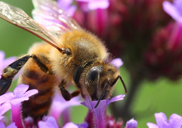 Honeybees can detect lung cancer, researchers say