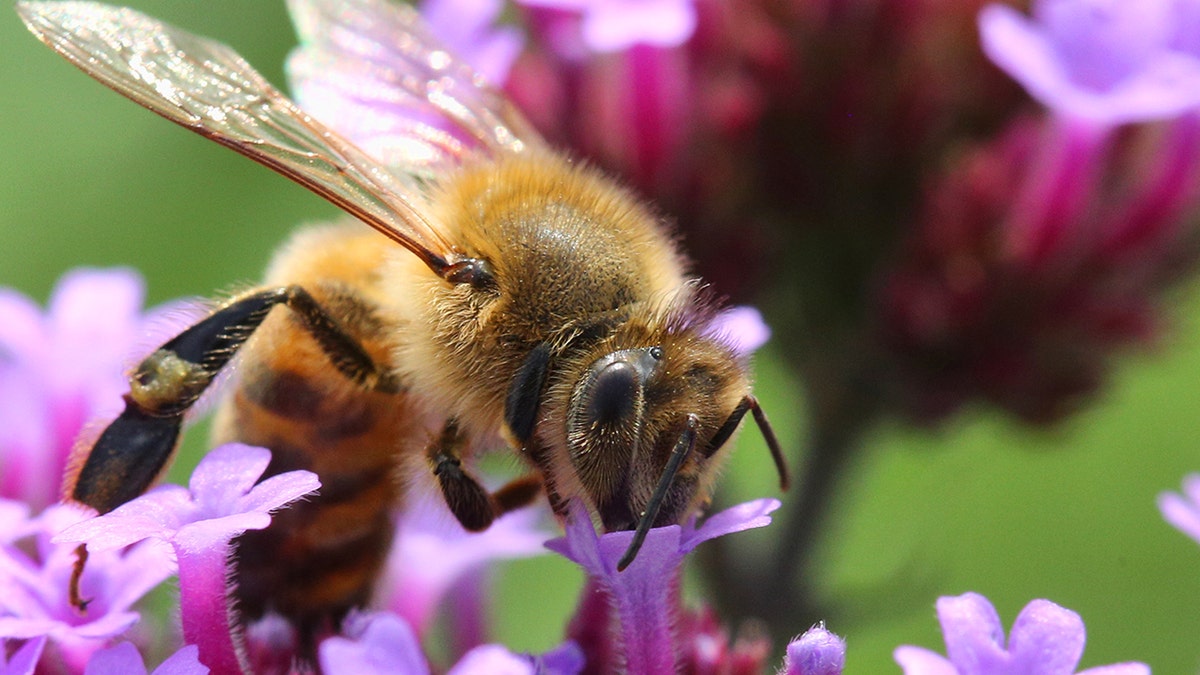 Honeybees can detect lung cancer, researchers say