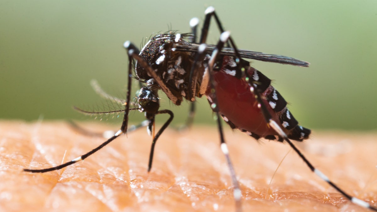 Tiger mosquitoes blamed for spread of dengue fever: ‘Most invasive species’