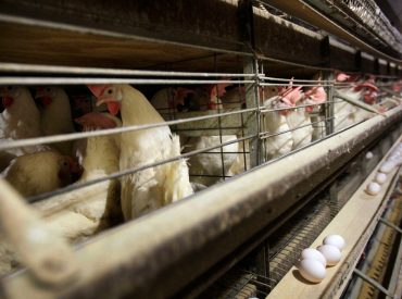 4 new Colorado poultry workers have contracted bird flu, health officials confirm