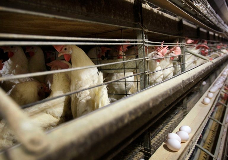 4 new Colorado poultry workers have contracted bird flu, health officials confirm