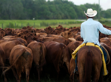 As cattle herds shrink and beef prices rise, investors back AI cow collars