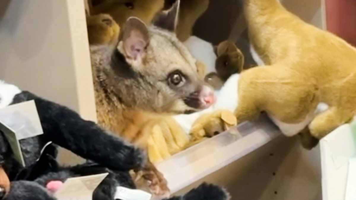 Possum in stuffed animal cubby