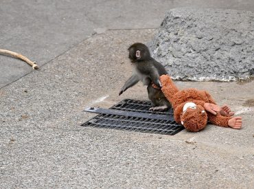 Punch the monkey, viral star, experiences dramatic breakthrough among zoo mates