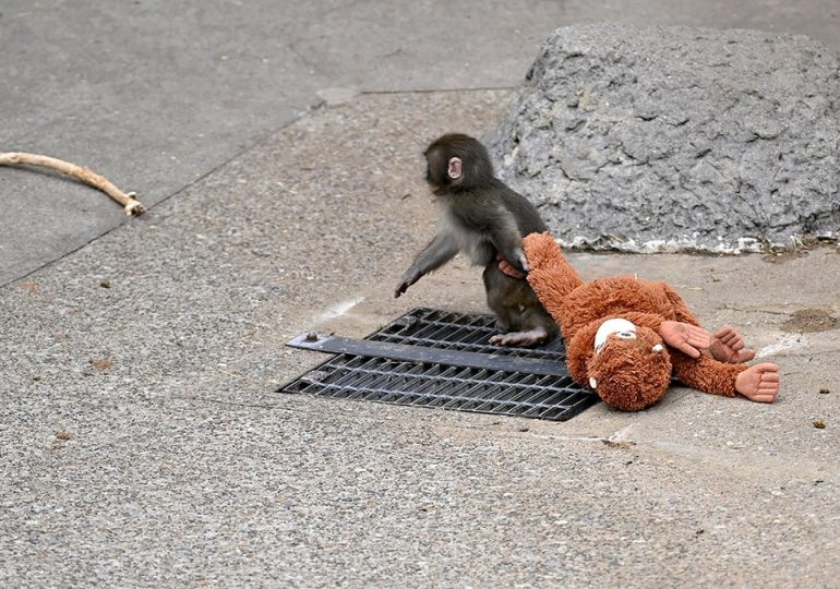 Punch the monkey, viral star, experiences dramatic breakthrough among zoo mates
